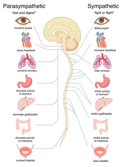 Liệu Pháp Somatic Therapy: Sức Mạnh Chữa Lành Tâm Trí Và Cơ Thể